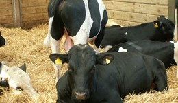 Cattle prices riding high